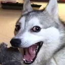 Happydoge happydoge Discord Emoji