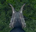 RT67_frillreflection5
