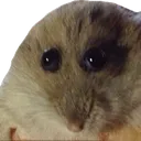 squish