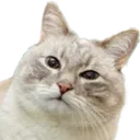 kotto