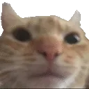 bruhCat bruhCat