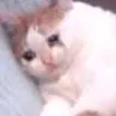 fatcry