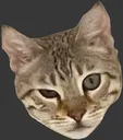 georgereally georgereally