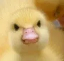 OASIS_angryduck OASIS_angryduck