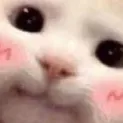 catblush