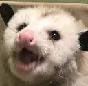 opoggum opoggum