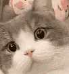 CatWink