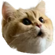 Cat Pog catpog Discord Emoji