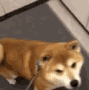 DogWink Discord emoji