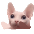 bingusTap