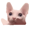 bingusTap bingusTap