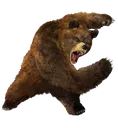 bears