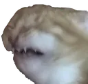 disgustcat