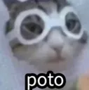 Ms_gatopoto