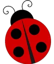coccinelle