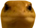 lizardbruh