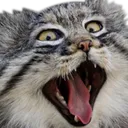 catWAAA