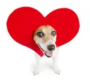 tobilove