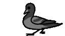 CuteRun_GBC Discord emoji