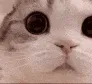 catlook