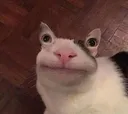 kat