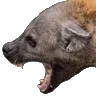Hyena_Emote96