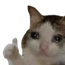 SadCat Discord Emoji