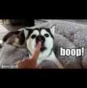 boop boop