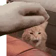 petgingerbread