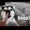 boop