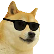 cooldoge