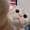 cat1