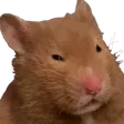 hamfuConfused