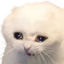 sadcat Discord Emoji