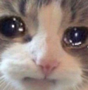 sobbing Discord Emoji from Jewish Community