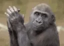 clapping_gorilla