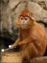 drumming_JavanLangur