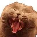 cAHAHAHAt cAHAHAHAt