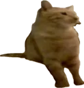 gaycatpoggers