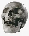 skull