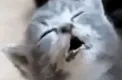 CatSleeper