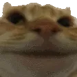 cat_no