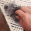 catt