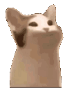 wowcat