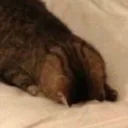 sobcat