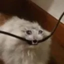 koty_pzdc_prushel Discord Emoji