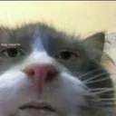 kot_che_kavo Discord Emoji