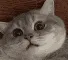 confusedcat