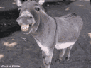 anahassa