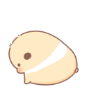 guinea_pig